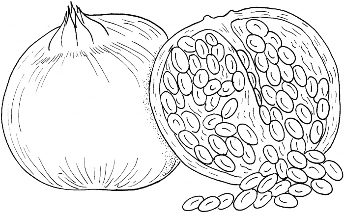 Free pomegranates coloring pages team colors