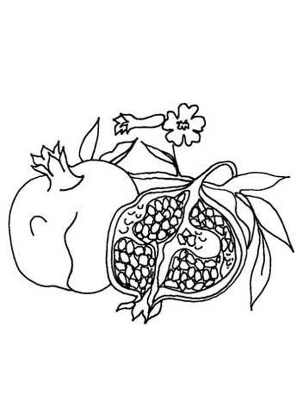 Coloring pages printable pomegranate coloring page