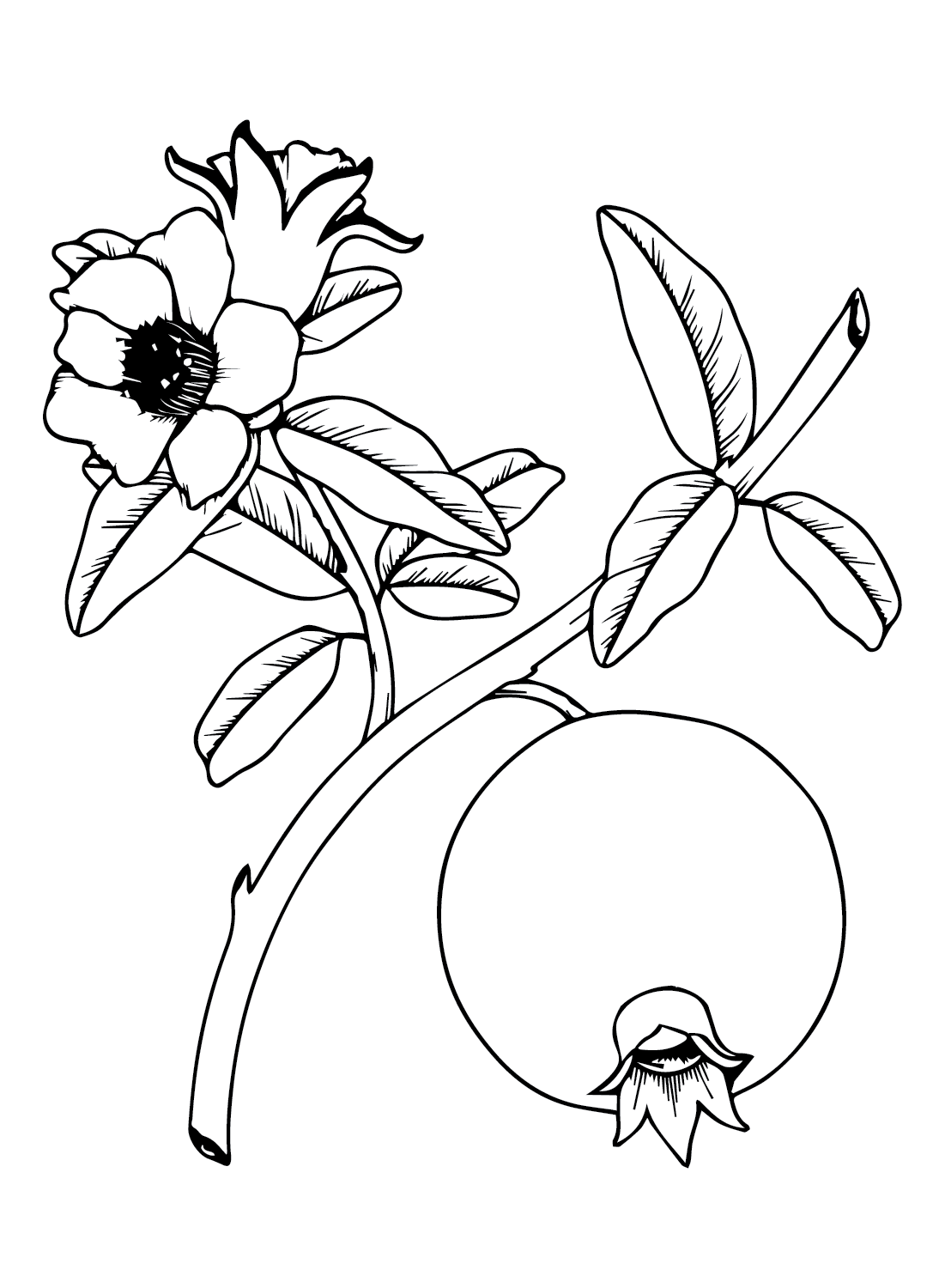 Pomegranate coloring pages printable for free download