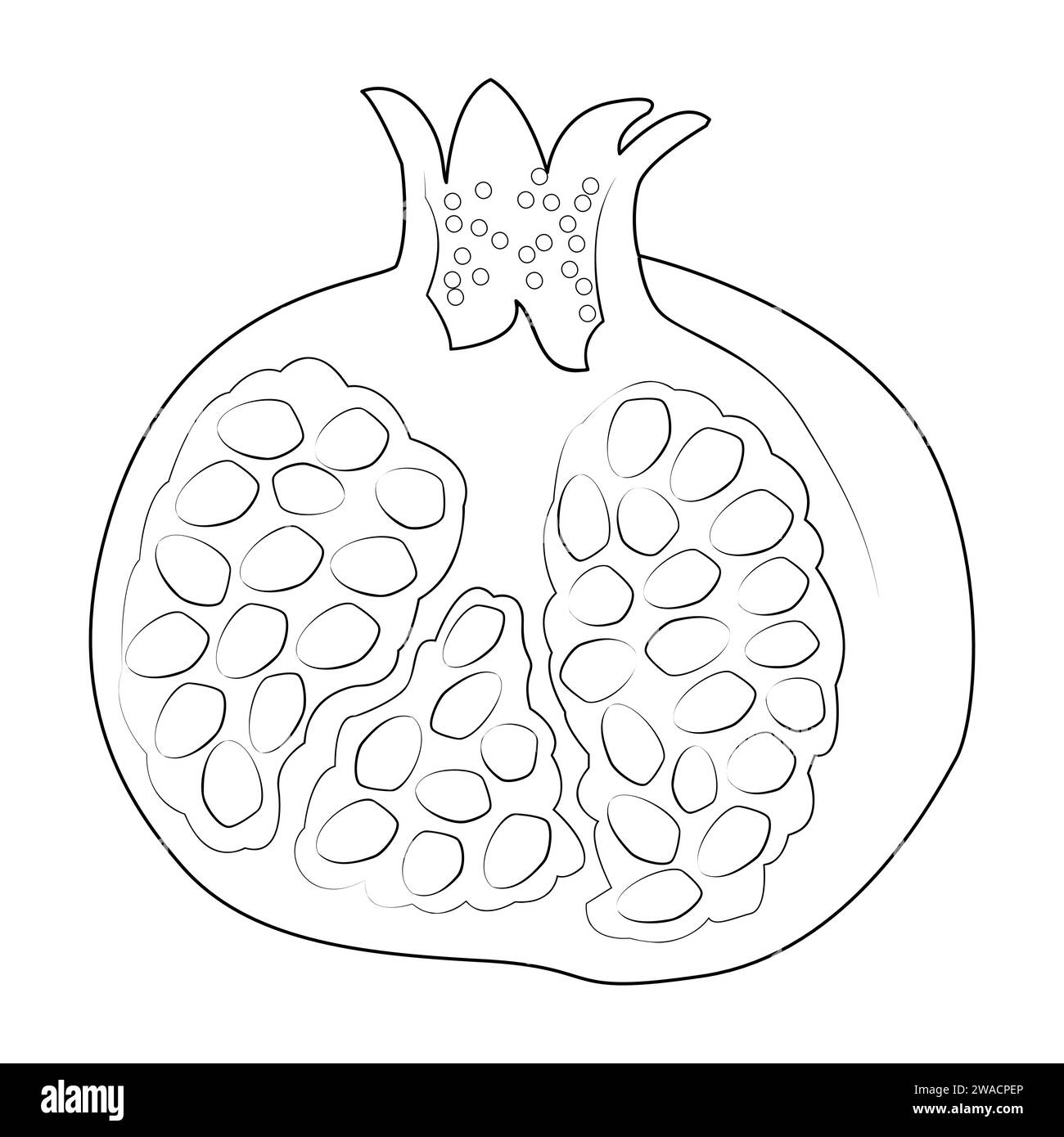 Pomegranate illustration black and white stock photos images