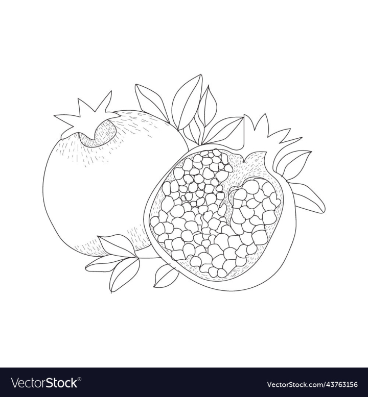 Free hand drawn pomegranate for coloring books