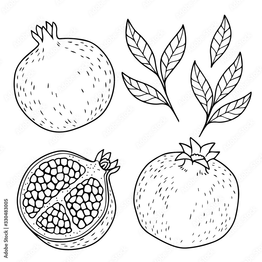 Vector coloring page pomegranate on white background hand drawn contur images vector