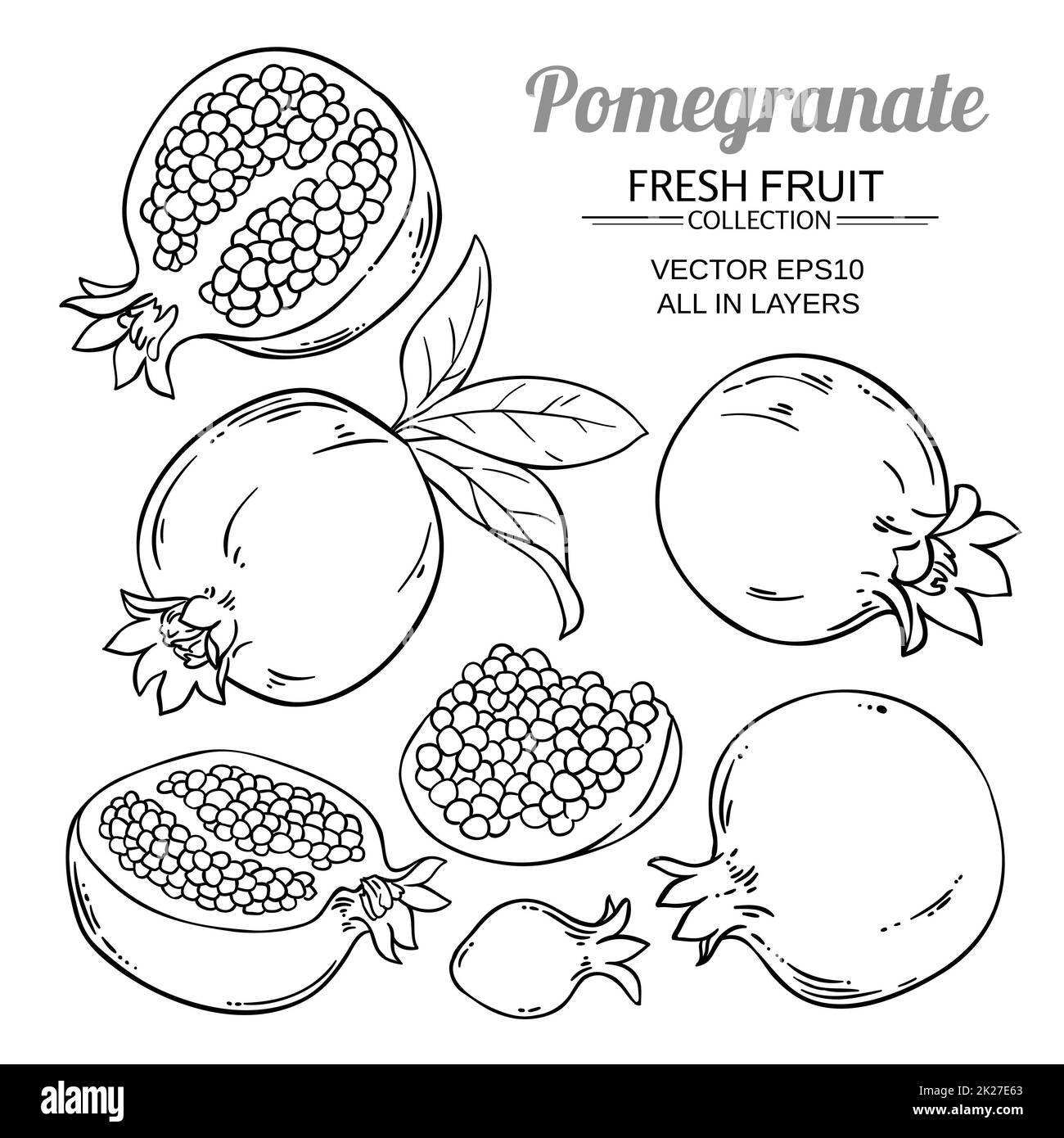 Pomegranate drawing black and white stock photos images