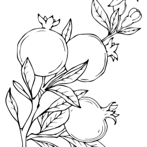 Pomegranate coloring pages printable for free download