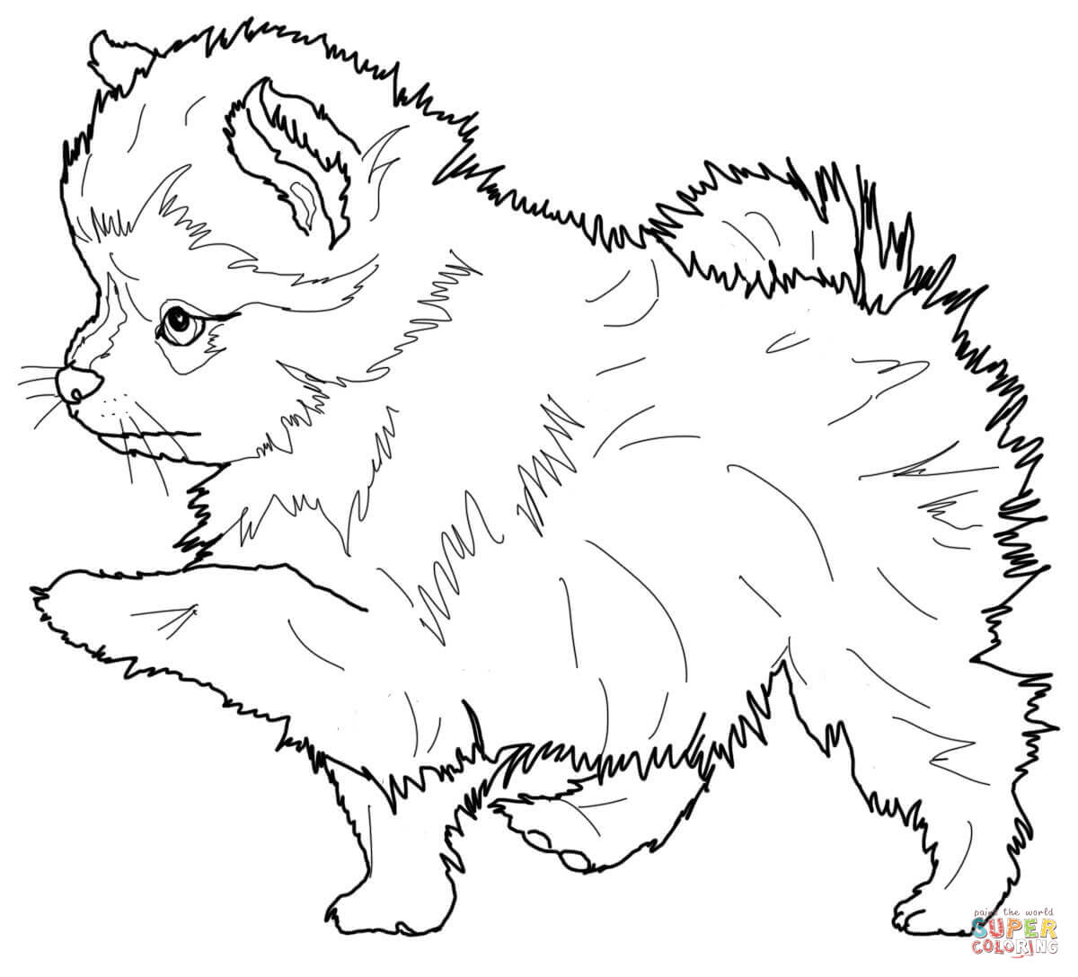 Pomeranian puppy coloring page free printable coloring pages