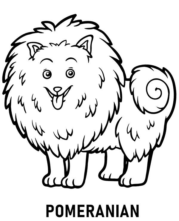 Printable pomeranian coloring page dog