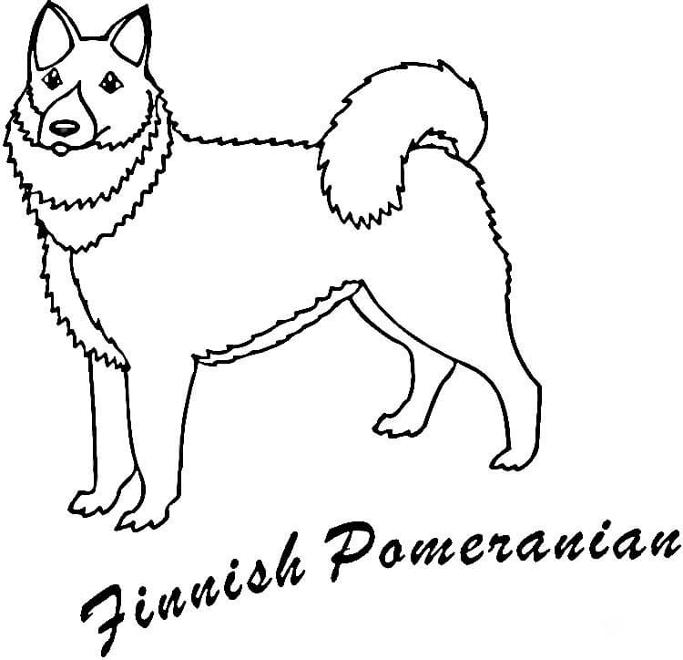 Pomeranian coloring pages