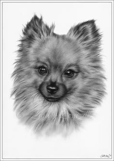 Pomeranian coloring pages for adults coloring pages on coloring for adults pencil drawings and dog art watercolor dog dog drawing simple