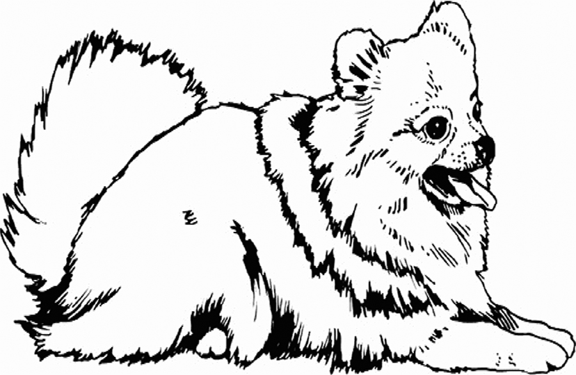 Pomeranian coloring pages