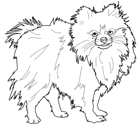 Pomeranian dog coloring page free printable coloring pages