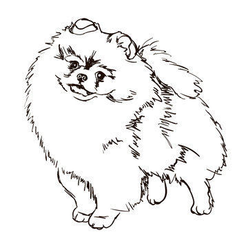 Pomeranian clip art images â browse photos vectors and video