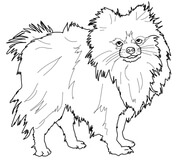 Pomeranian coloring pages free coloring pages