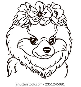 Pomeranian colouring page images stock photos d objects vectors