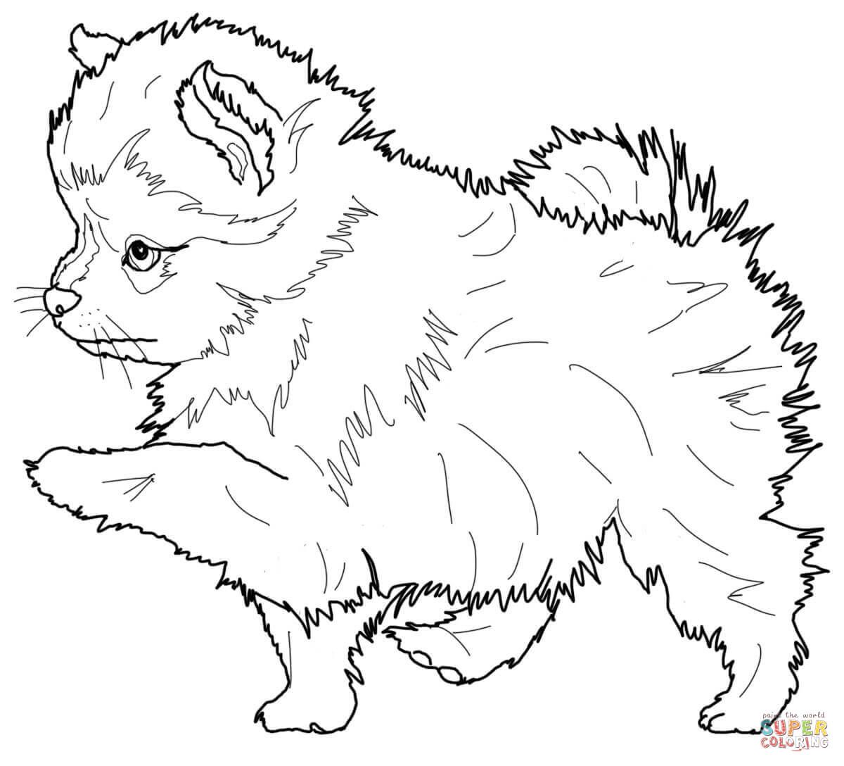 Pomeranian puppy super coloring puppy coloring pages dog coloring page dog coloring book