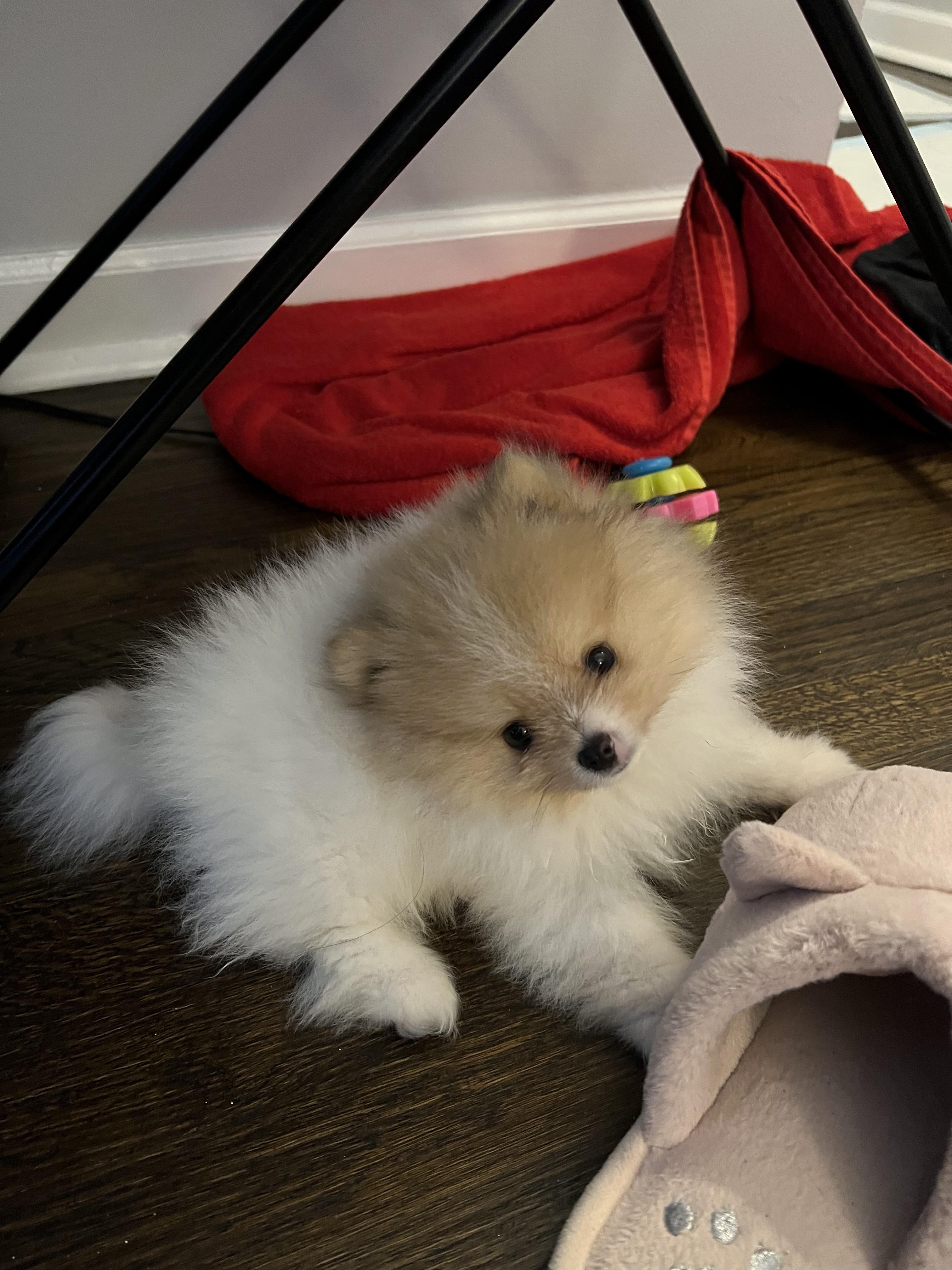 Does anyone know what color my week old pomeranian puppy will grow up to be his dad is an orange parti and his mom is cream rpomeranians