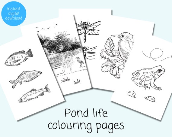 Pond life colouring pages x pond animal colouring sheets instant download