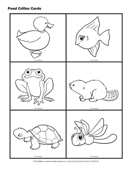 Science cards pond animals