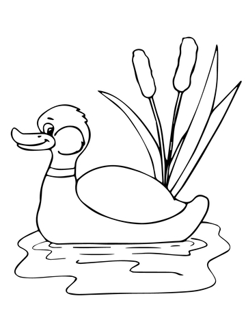 Funny mallard in a pond coloring page free printable coloring pages