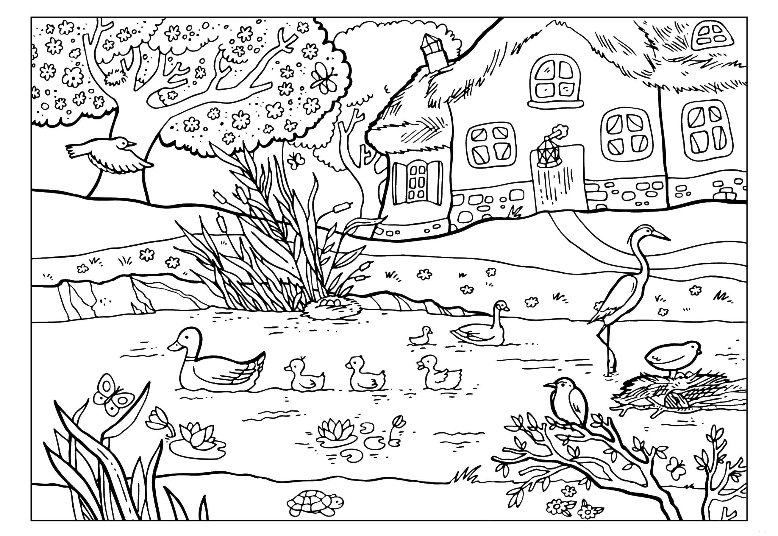 Online coloring pages pond coloring ducks afloat in a pond animals