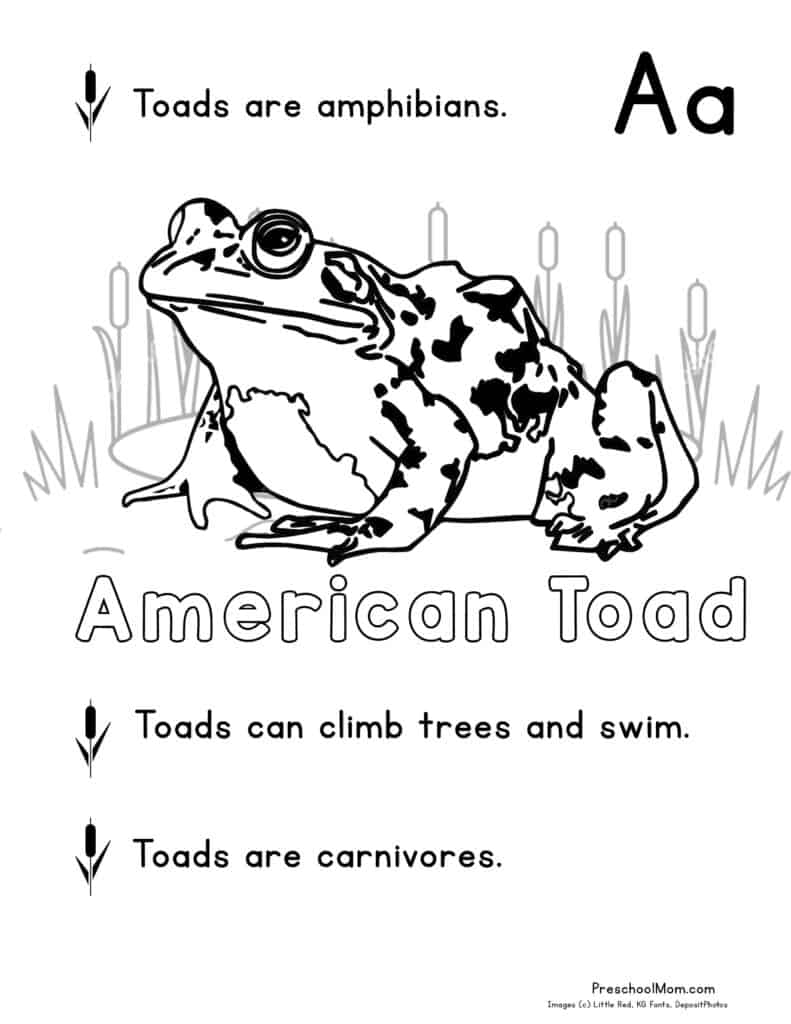 Pond animal coloring pages