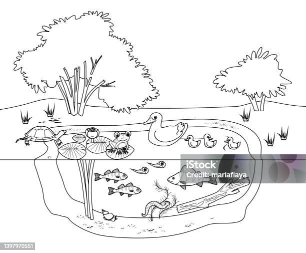 Coloring page with pond ecosystem with flowering waterlily plants duck with ducklings turtle frog fishes and microscopic unicellular organisms under magnifying glass stock illustration