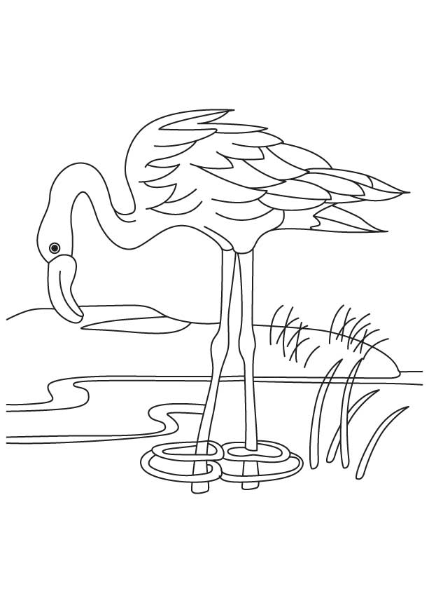 Flamingo in a pond coloring page download free flamingo in a pond coloring page for kids best coloring pages