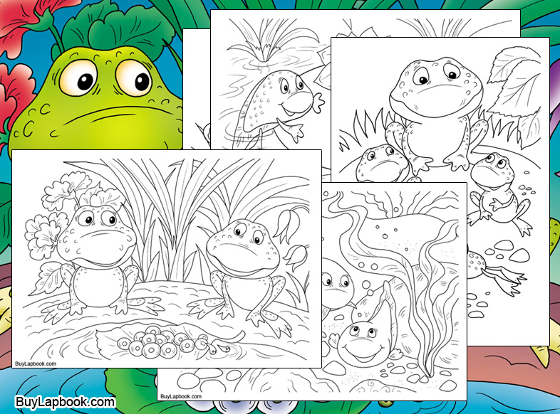 The life cycle of a frog free coloring pages