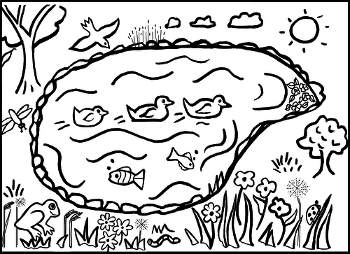 Pond colouring sheet teaching resources