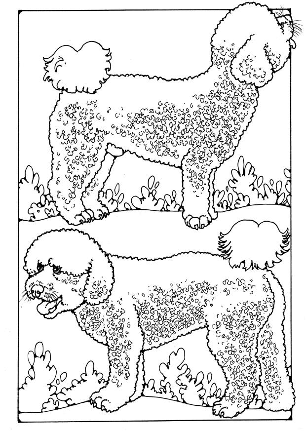 Coloring page poodles