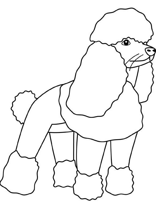 Poodle teenagers coloring pages