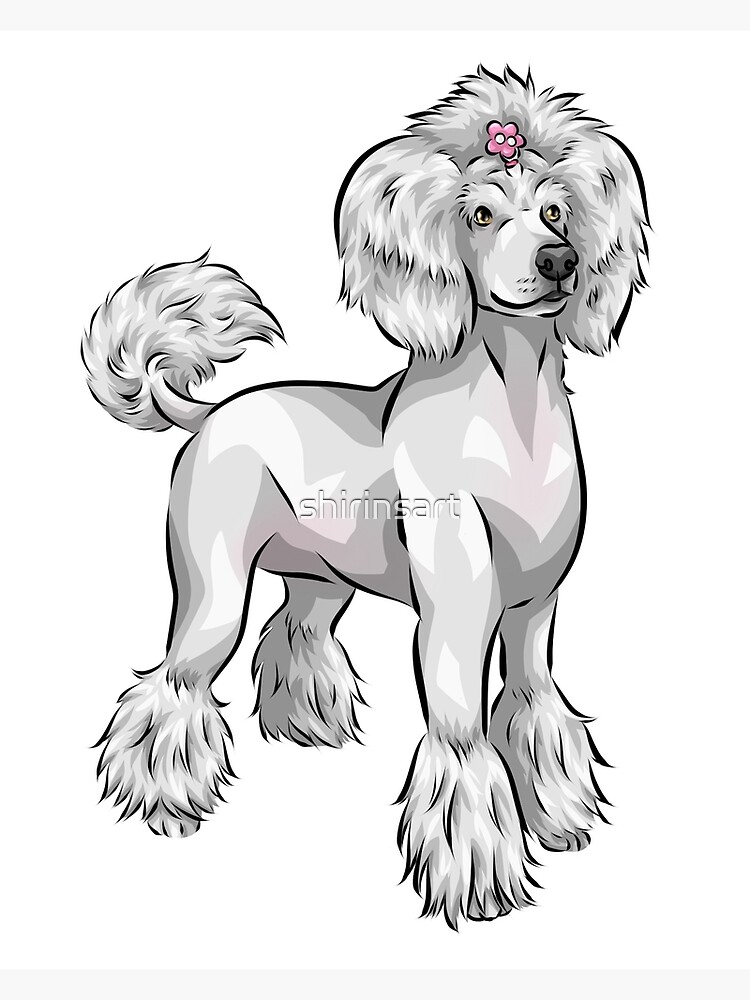 Fabulous white poodle cute dog art poster for sale by shirinsart