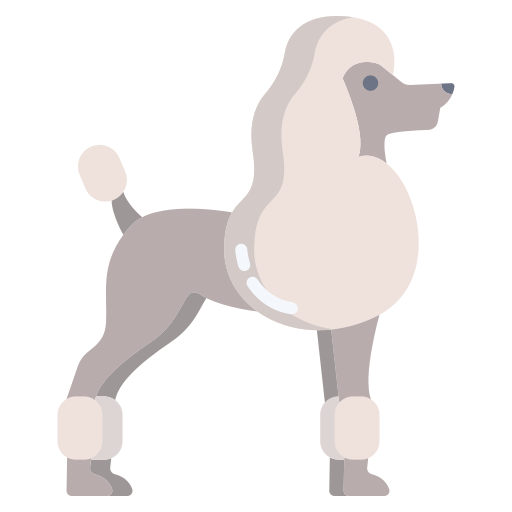 French poodle