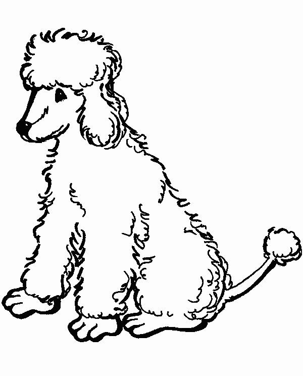 Poodle coloring pages