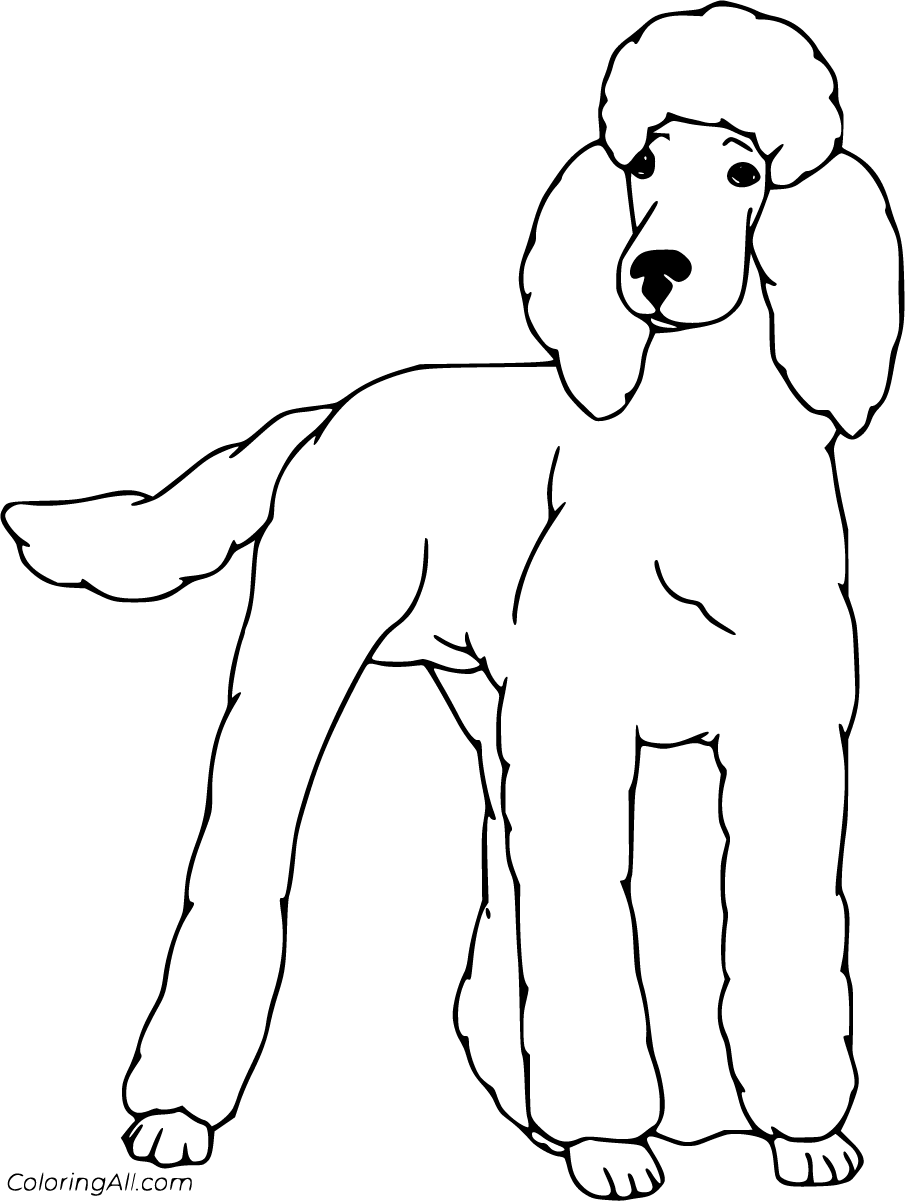 Free printable poodle coloring pages easy to print from any device and automatically fit any paper size red fox art coloring pages poodle