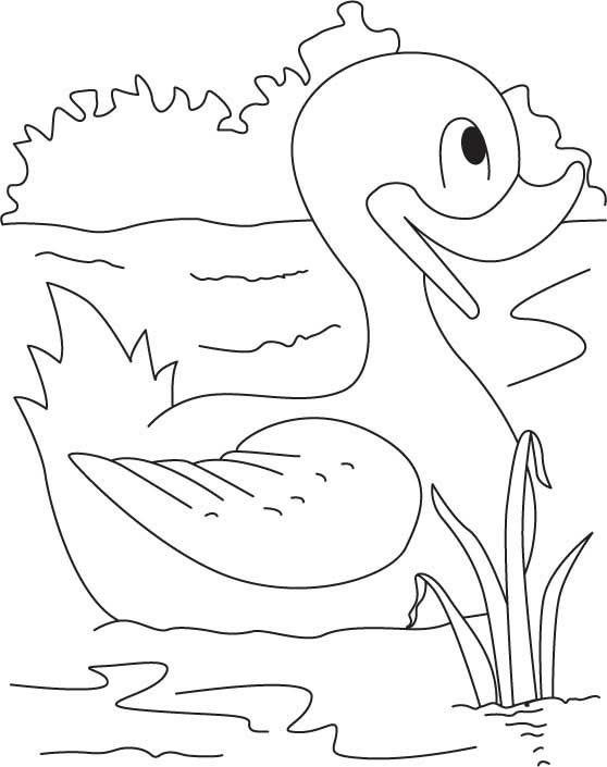 Champion duck coloring page download free champion duck coloring page for kids best coloring pages