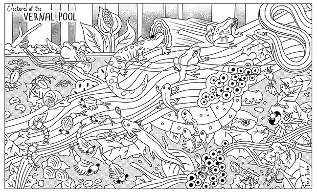 Trt on x new ecology coloring sheet download the new vernal pool page httpstcopltlybd coloring art science httpstcowghxjqcgh x