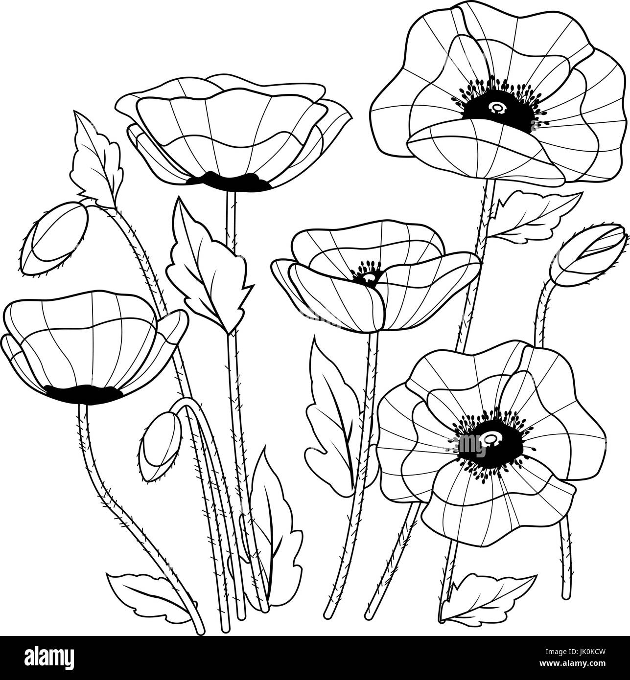 Black and white poppies hi