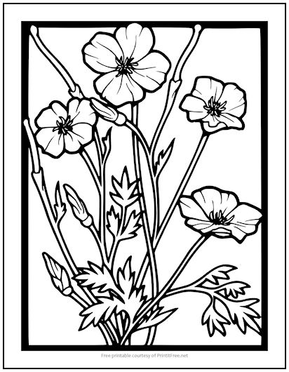 Poppy flowers coloring page print it free