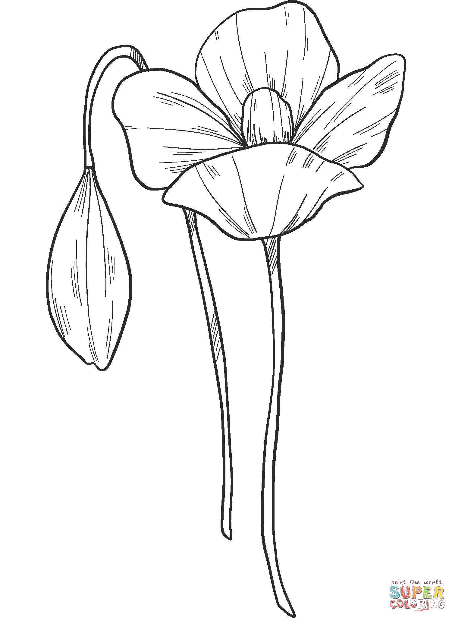 Poppy flowers coloring page free printable coloring pages