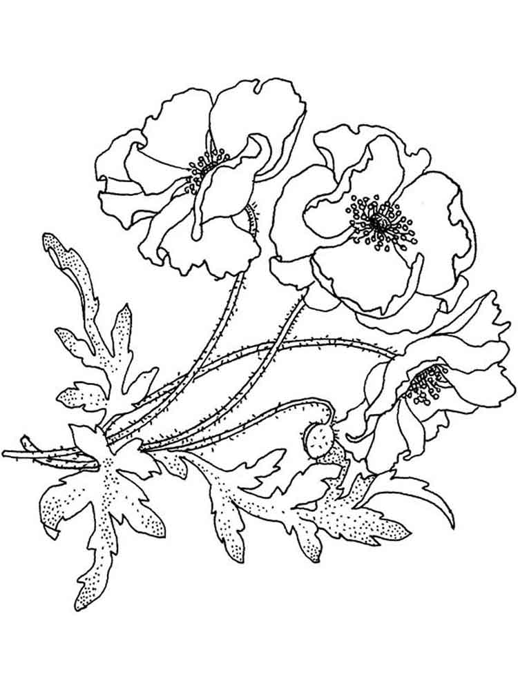 Poppies coloring pages