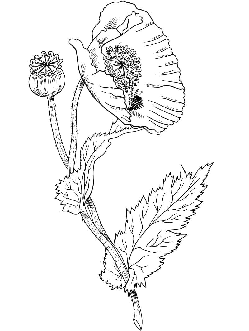 Print poppy flower coloring page