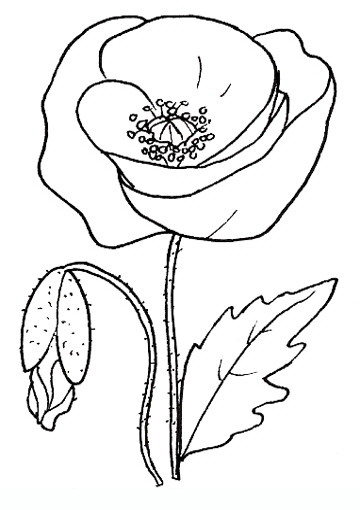 Poppy flowers coloring pages