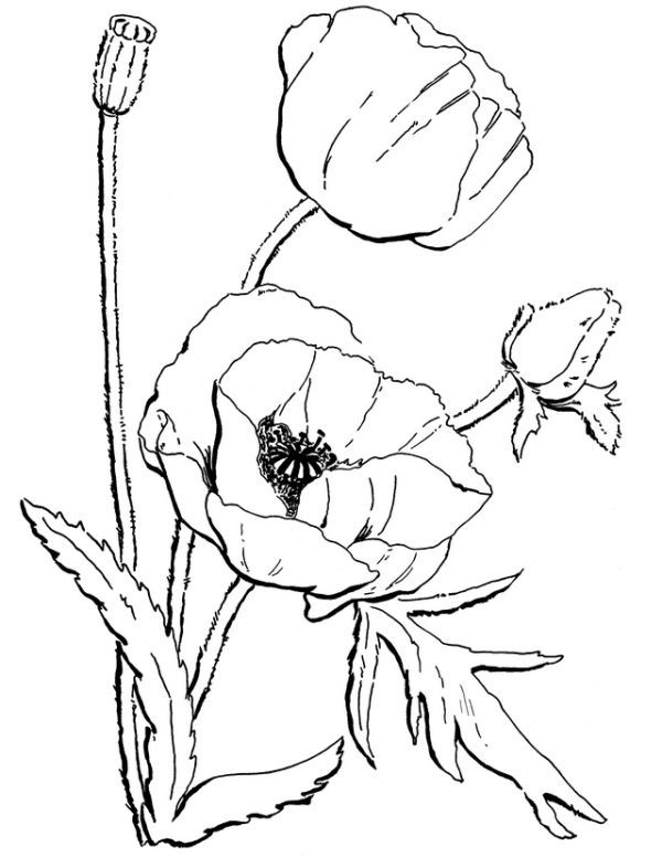 Printable poppy coloring pages pdf