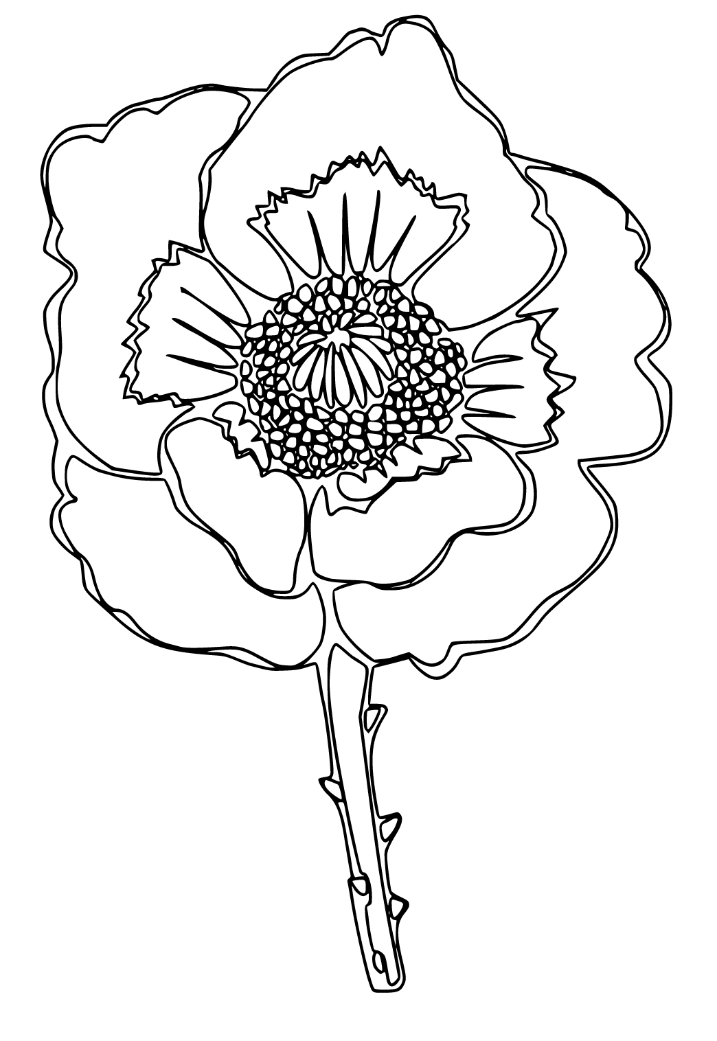 Free printable poppy flower coloring page for adults and kids