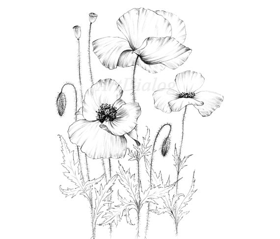 Poppy sketch coloring page wild flower clipart botanical print large a line drawing scrapbook poster papercraft black white download now