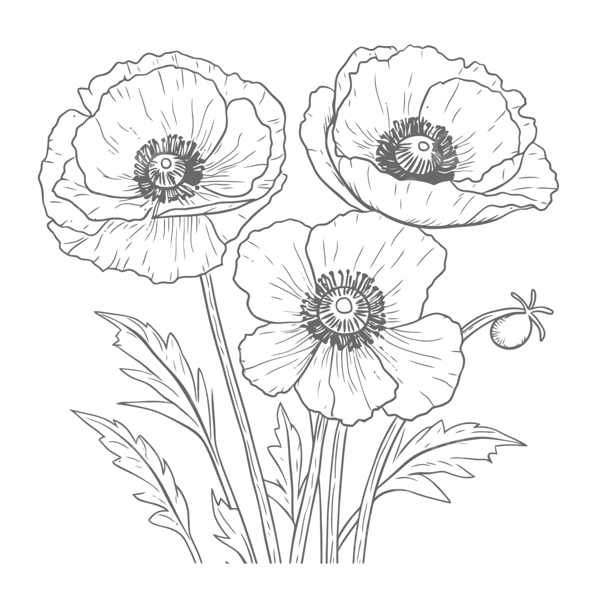 Poppy flowers coloring page outline sketch drawing vector flower drawing flowers drawing wing drawing png and vector with transparent background for free download