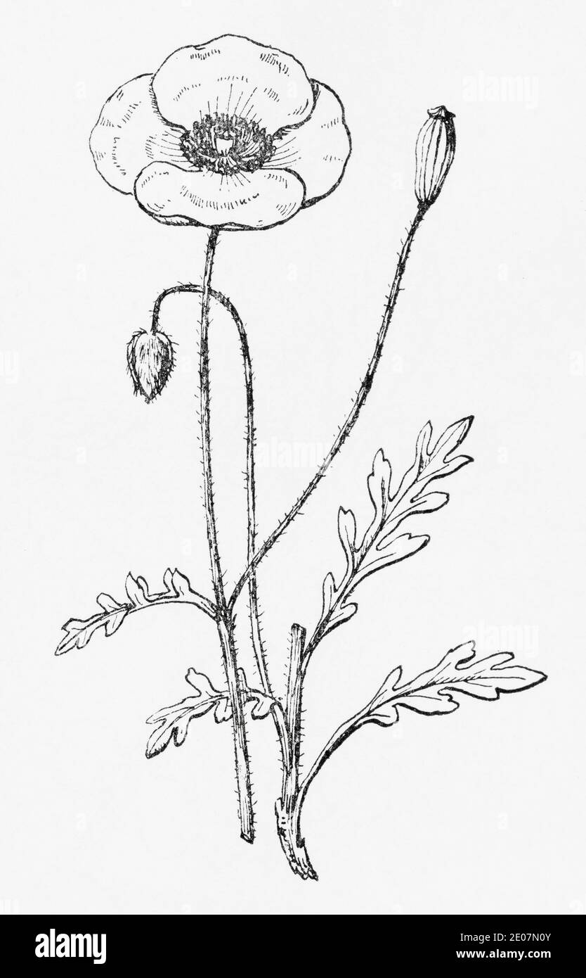 Botanical illustration poppy hi
