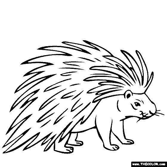 Porcupine coloring page easy animal drawings coloring pages for kids coloring pages