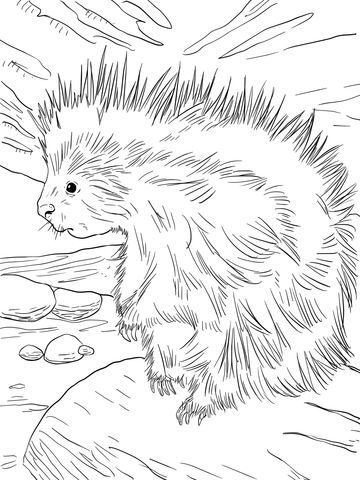 Cute north american porcupine coloring page animal coloring pages coloring pages cartoon drawings of animals