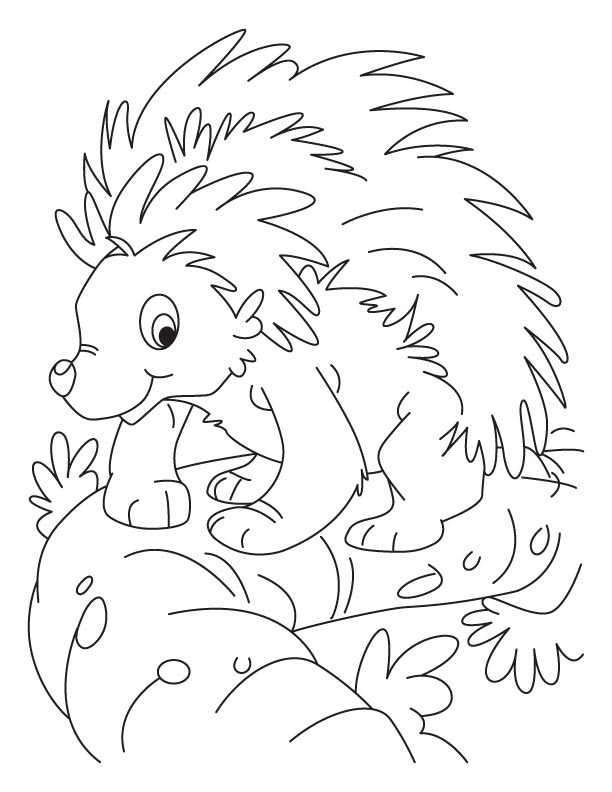 Balancing porcupine coloring pages download free balancing porcupine coloring pages for kids best coloring pages